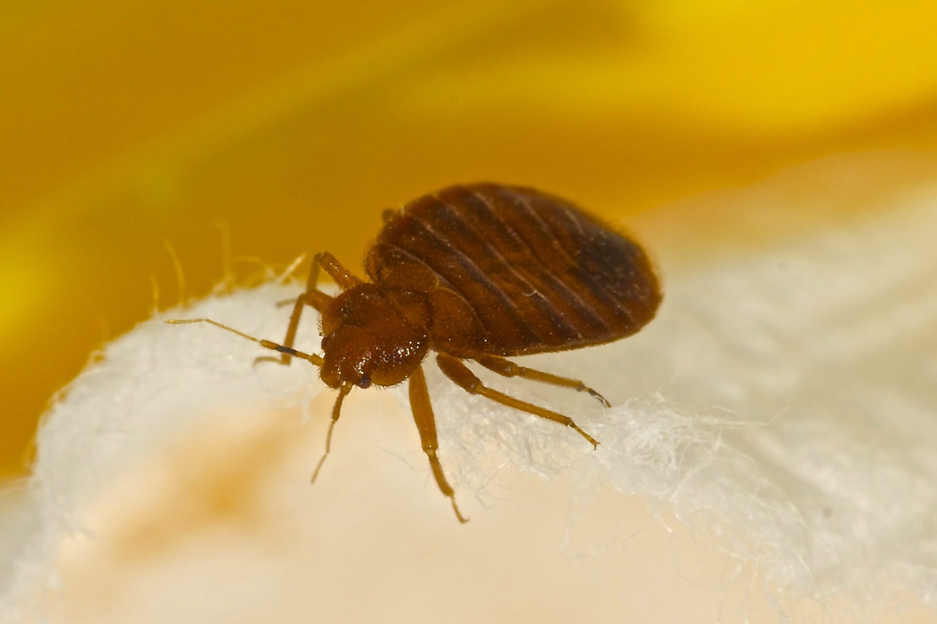 How to Sue a Hotel for Bed Bugs and Bed Bug Bites